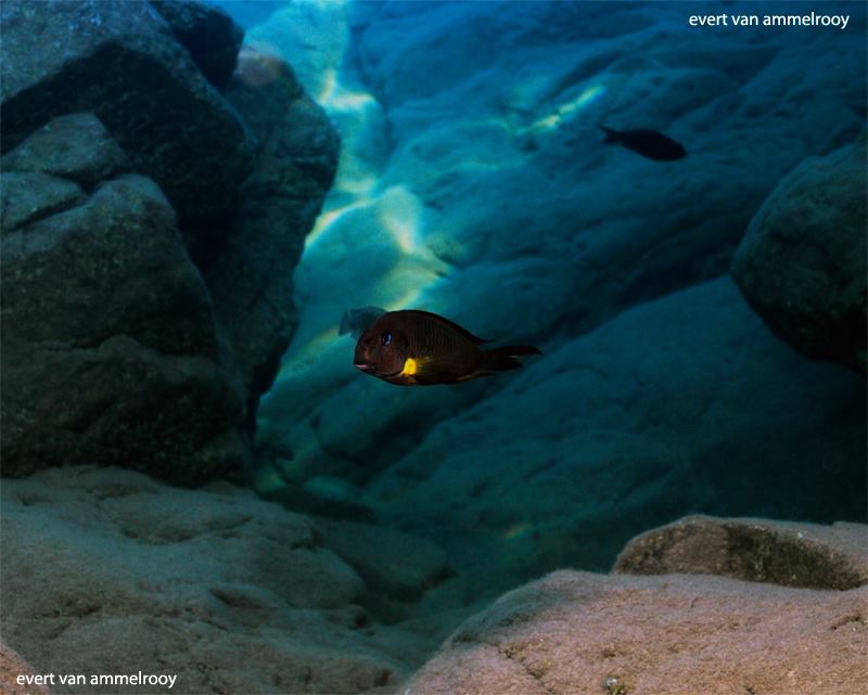 Tropheus sp. 'crescentic' Mkuyu